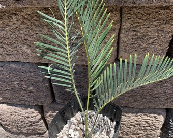 White Haired Cycad E. Friderici - Guilielmi Cold Hardy Blue Thin Leaf Freddy G
