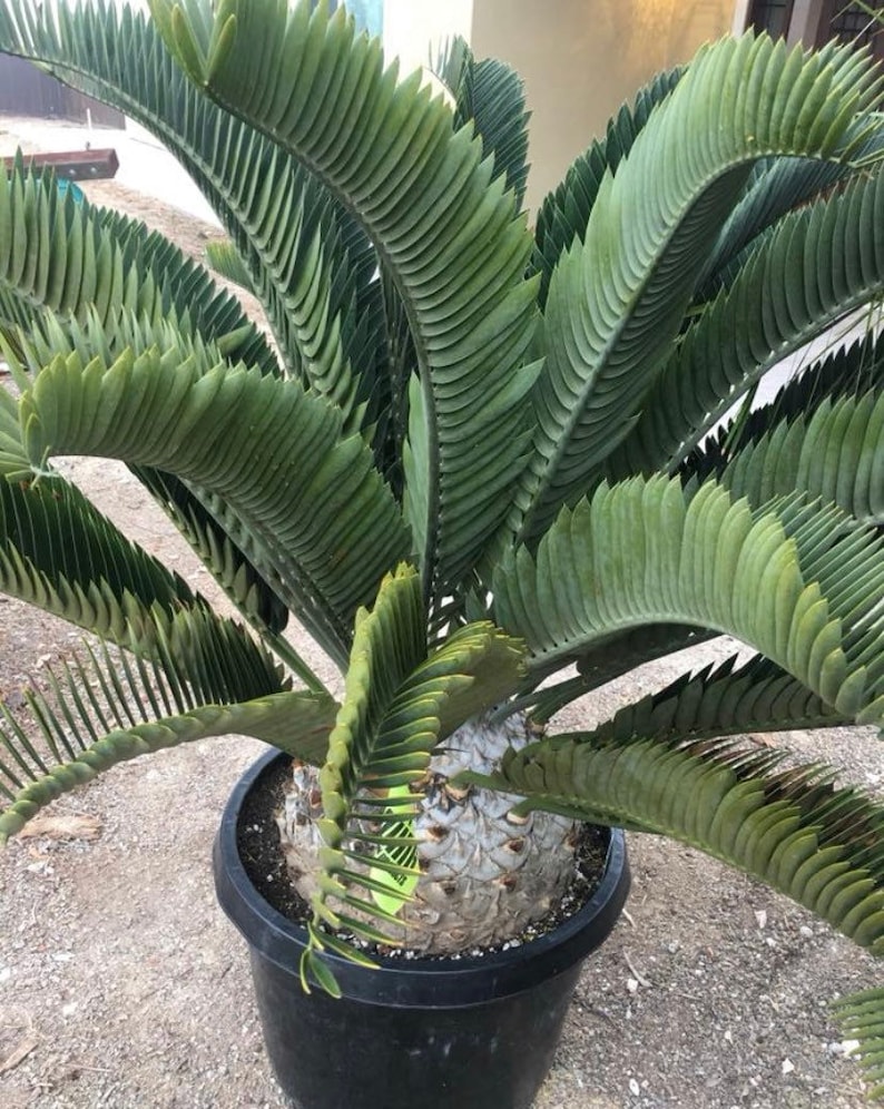 Encephalartos Longifolius Cycad Blue Drought Resistant Thorny Succulent Water Wise For Rare Plant and Xeric Plant Collectors