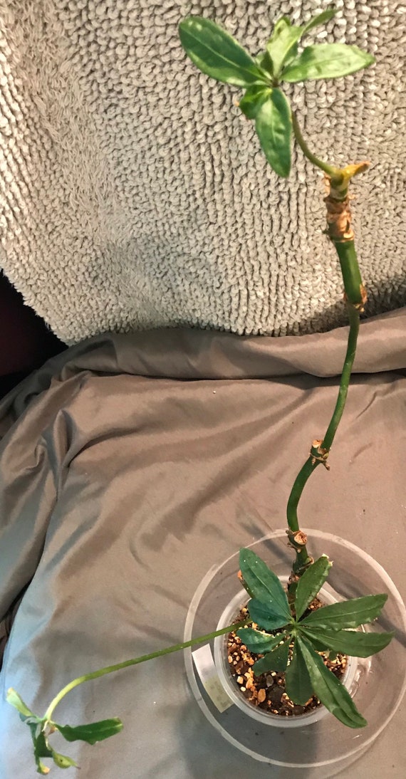 Anthurium Polyschistum Or Anthurium Tweed Etsy