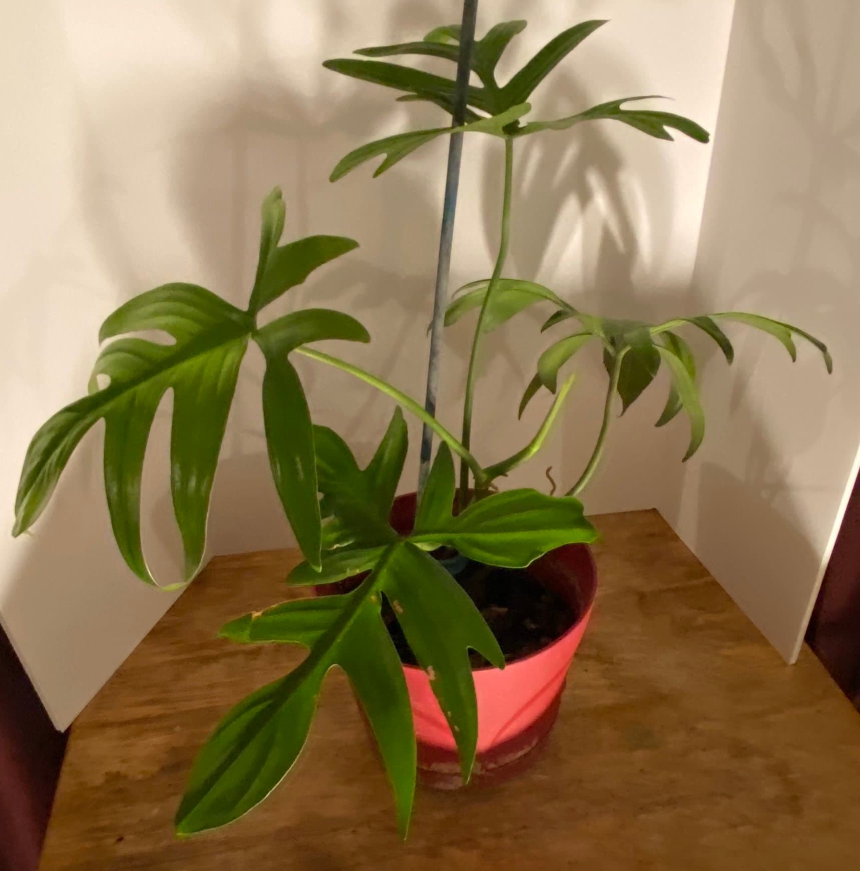 Philodendron Quercifolium - Etsy