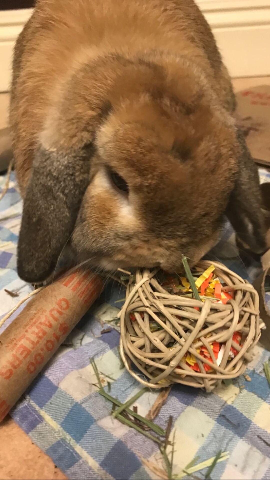 Foraging Toys Edible Toys for Bunnies Small Animal Lovers Etsy