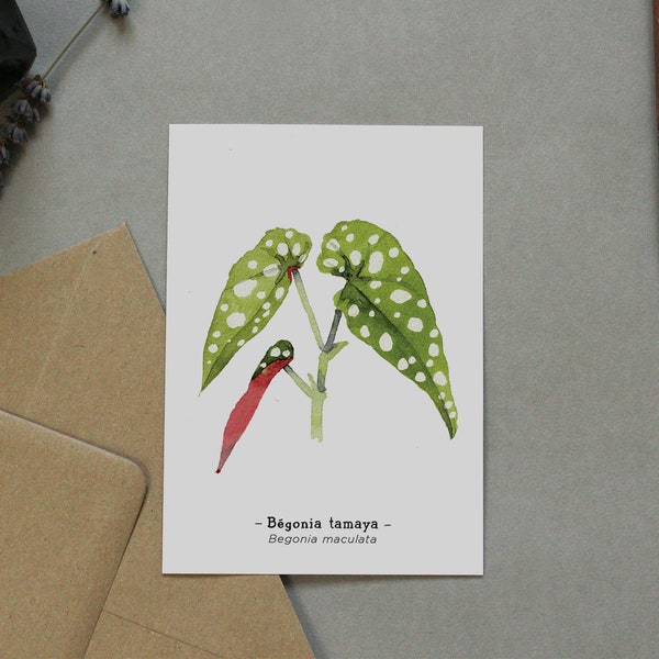 Begonia tamaya - Watercolor illustration - Card and envelope