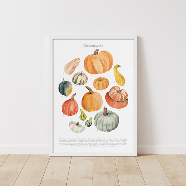 Courges et citrouilles - illustration Aquarelle - Planche Végétale
