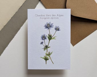 May include: A greeting card featuring a watercolor illustration of a blue thistle plant, with the text "Chardon bleu des Alpes Eryngium alpinum". The card is on a white background, with brown envelopes in the background.