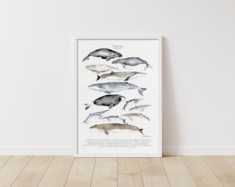 Baleines - illustration Aquarelle - Planche Animalière