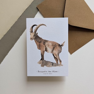 Peut inclure: Illustration à l'aquarelle d'un bouquetin des Alpes sur une carte blanche. L'animal est brun et beige avec de grandes cornes incurvées. La carte porte le texte "- Bouquetin des Alpes - Capra ibex". Des enveloppes marron sont en arrière-plan.