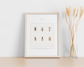 Abeilles - illustration Aquarelle - Planche Insectes