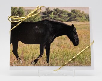 Blank Cards, 4-Pack, Black Horse, Mustang, Wild Horse, Rescue Horse, Stationery