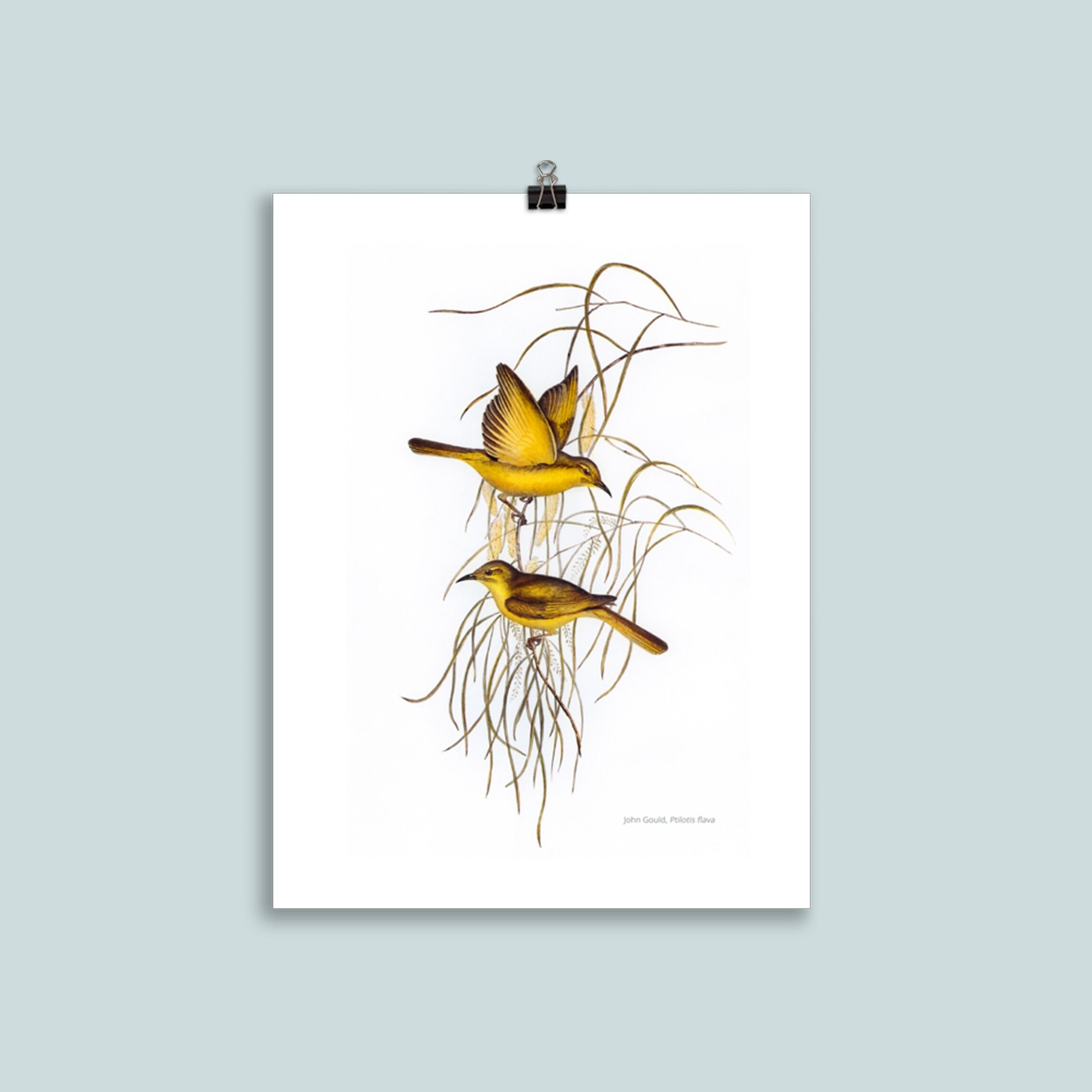 Affiche Oiseau, Ptilotis Flava, Oiseaux Mangeurs de Miel Jaunes, Honey-Eater - Elisabeth & John Goul