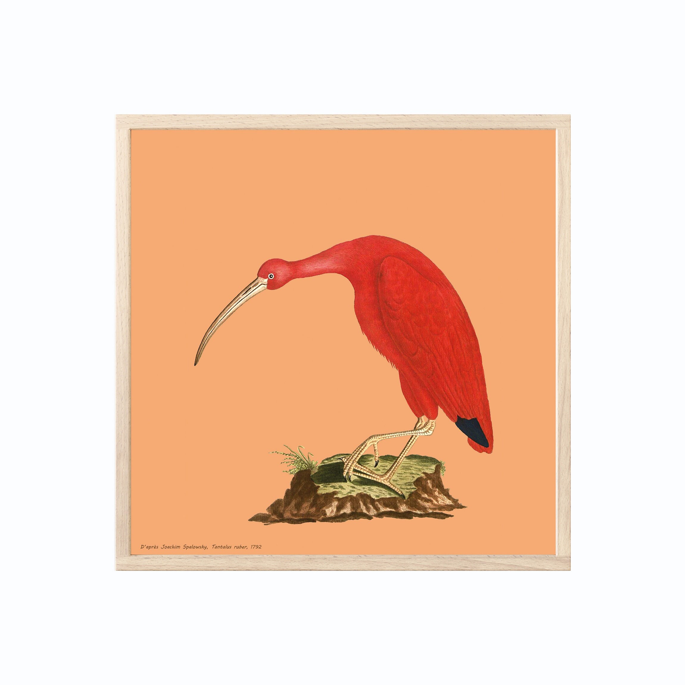Affiche Oiseau - L'ibis Rouge | Tentalus Ruber, Oiseau, Dessin d'après J. Spalowsky Tirage Encre et