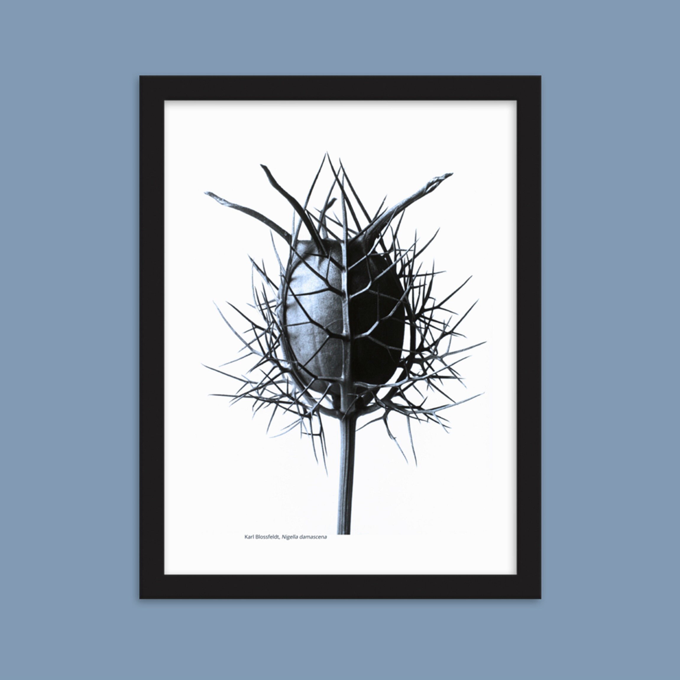 Photo Karl Blossfeldt - Nigella Damascena , Nigelle de Damas Photographie Végétale, Herbier Tirage Q