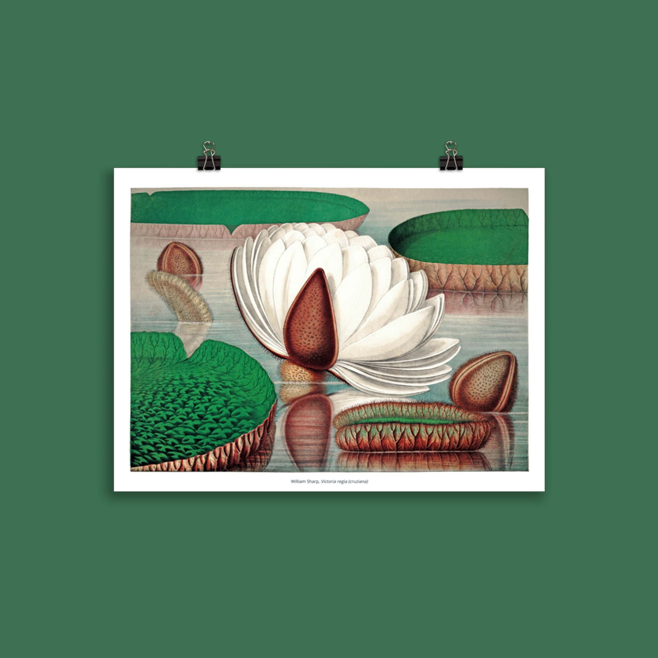 Affiche Botanique Nénuphar Géant, Victoria Regia 03 | Amazonica, Cruziana, Water Lily - William Shar