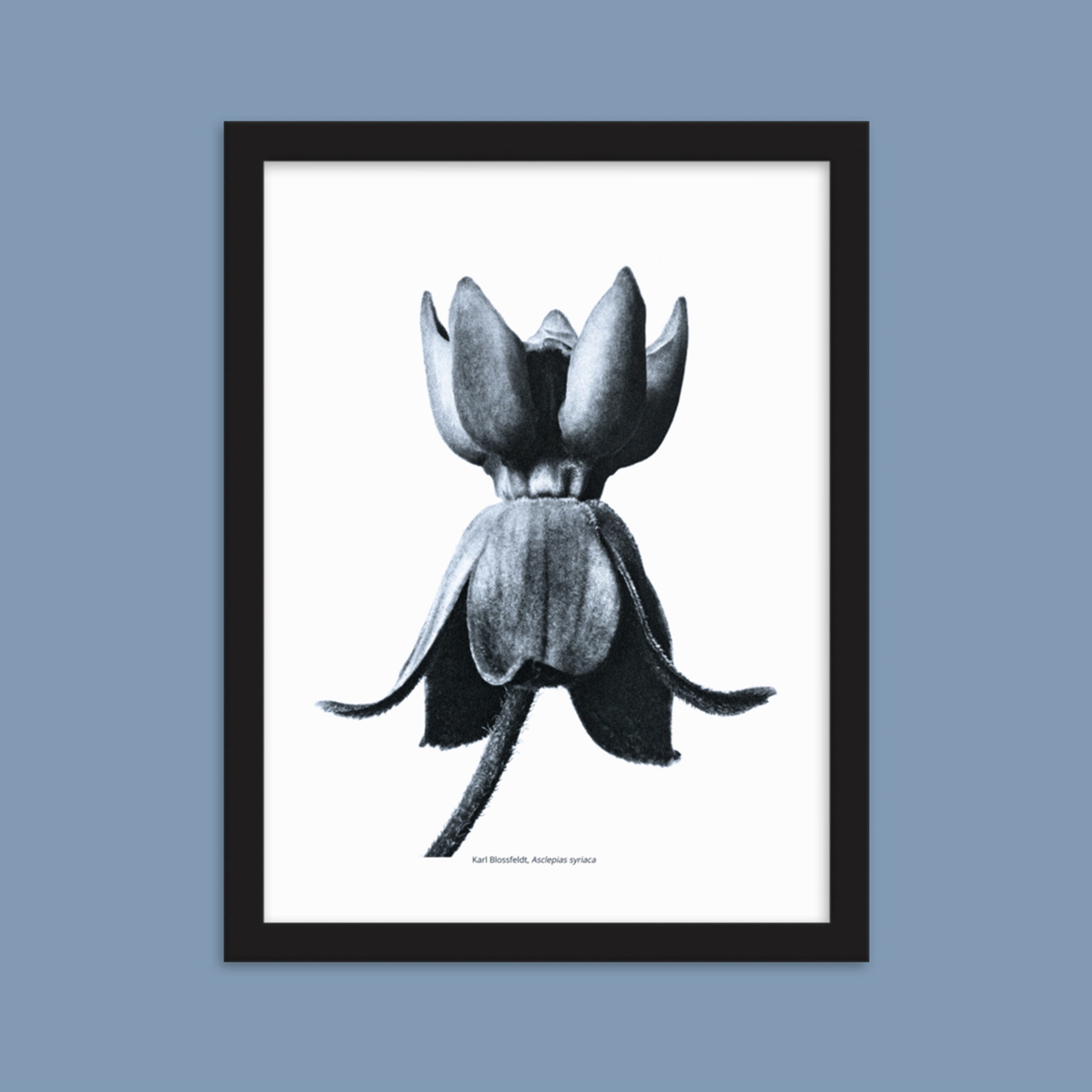 Photo Karl Blossfeldt - Asclepias Syriaca, Asclépiade , Herbe Aux Perruches Photographie Végétale, H