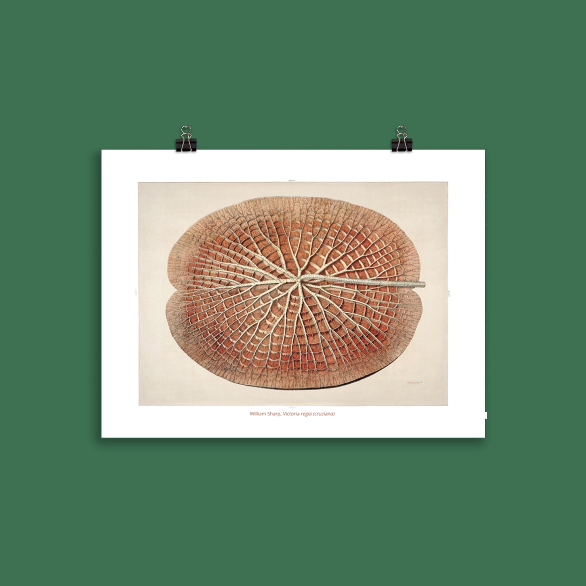 Affiche Botanique Nénuphar Géant, Victoria Regia 06 | Amazonica, Cruziana Water Lily - William Sharp