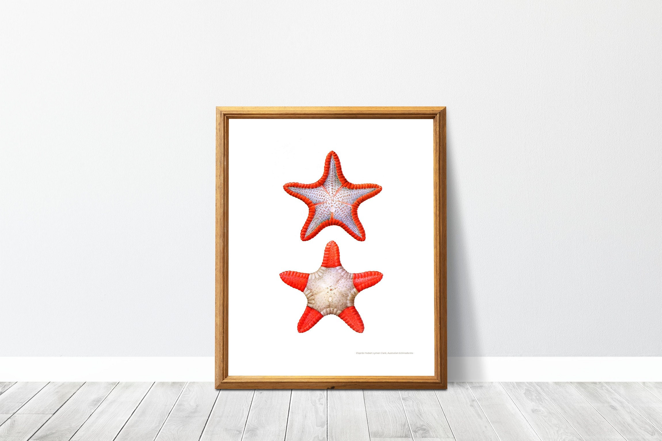 Affiche Starfish, Étoile de Mer, Echinoderme 5, Starfish, Bord Mer Plage- H Lyman Clark - Papier Qua