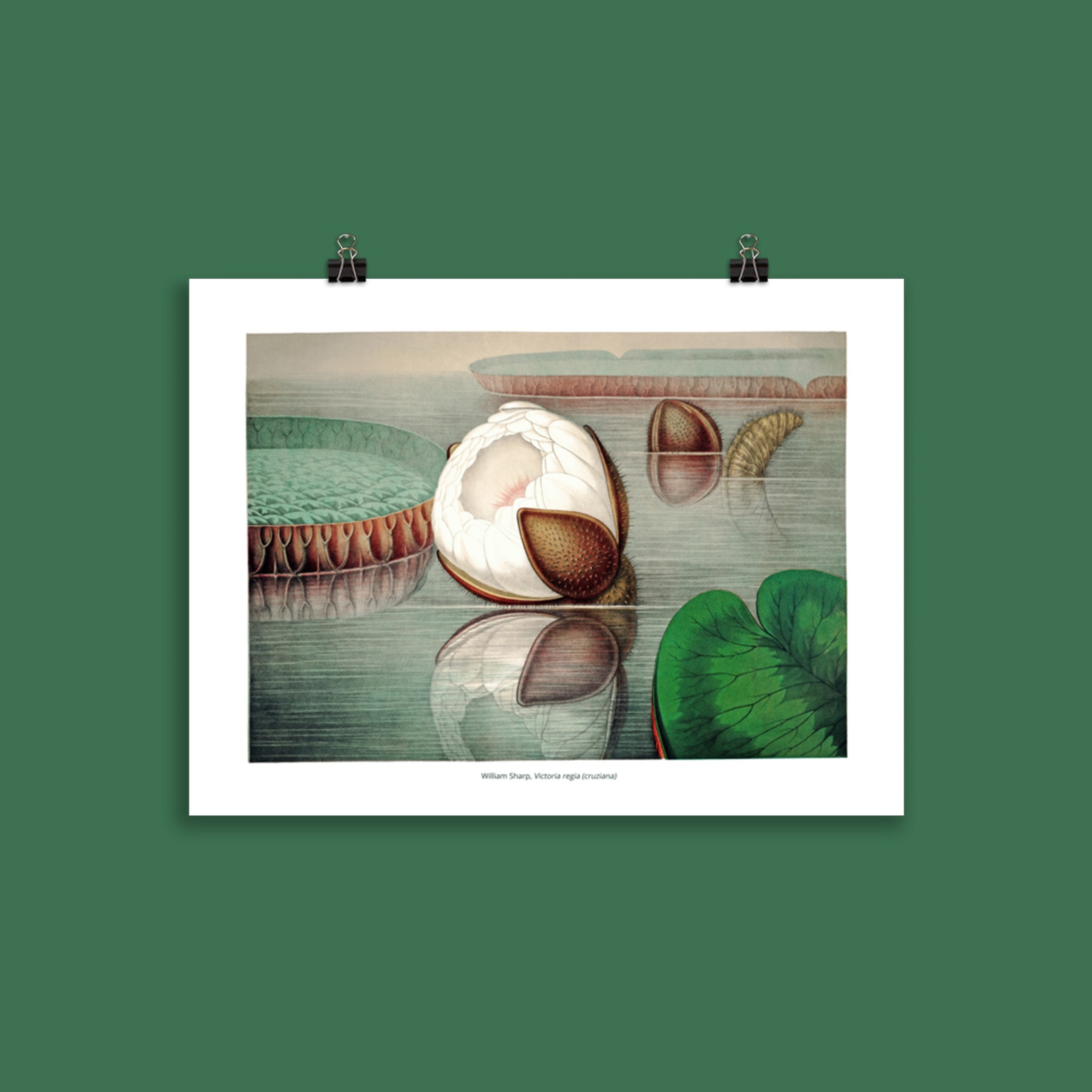 Affiche Botanique Nénuphar Géant, Victoria Regia 02 | Amazonica, Cruziana Water Lily - William Sharp