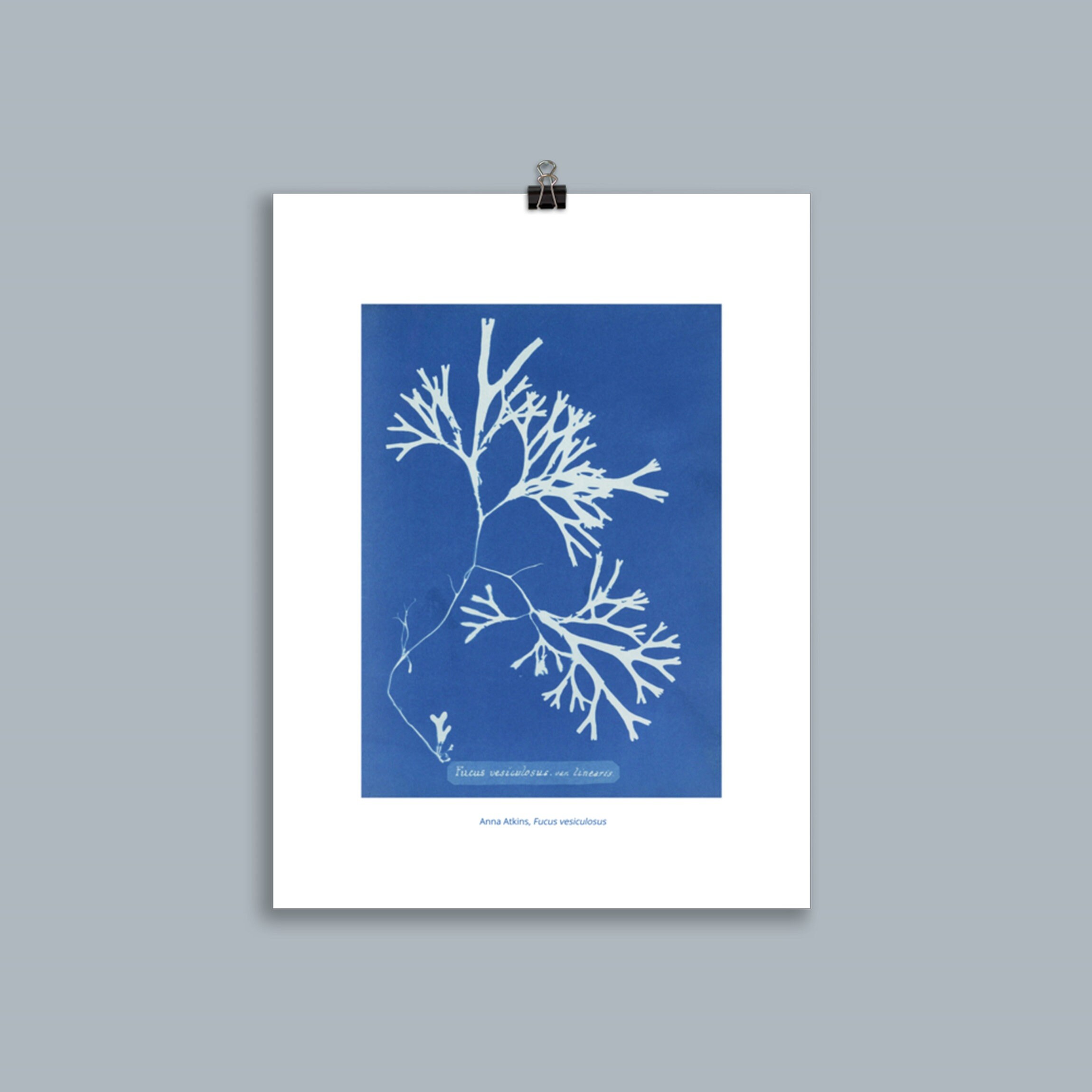 Cyanotype Anna Atkins | Fucus Vesiculosus , Varech, Algue, Fucus Vésiculeux Photo Ancienne Botanique