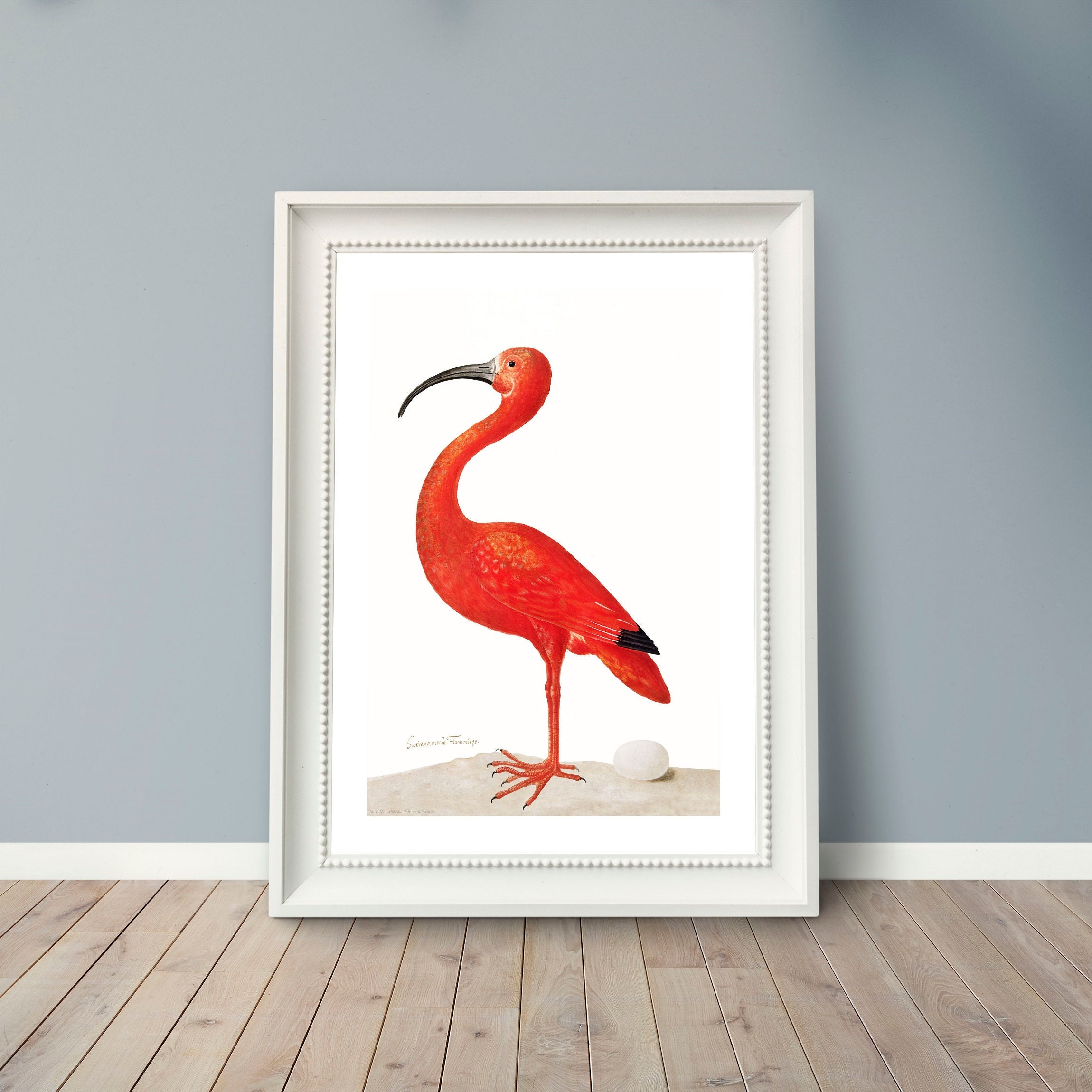 Affiche Oiseau, Ibis Rouge et Son Oeuf, Scarlet Ibis - Dessin Aquarelle de Maria Sibylla Merian Papi