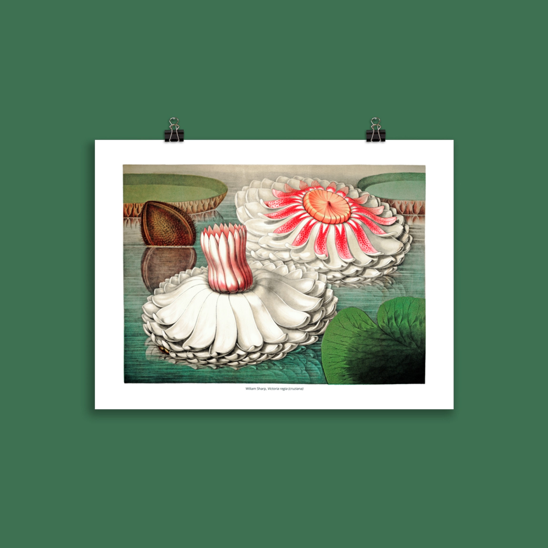 Affiche Botanique Nénuphar Géant, Victoria Regia 04 | Amazonica, Cruziana, Water Lily - William Shar