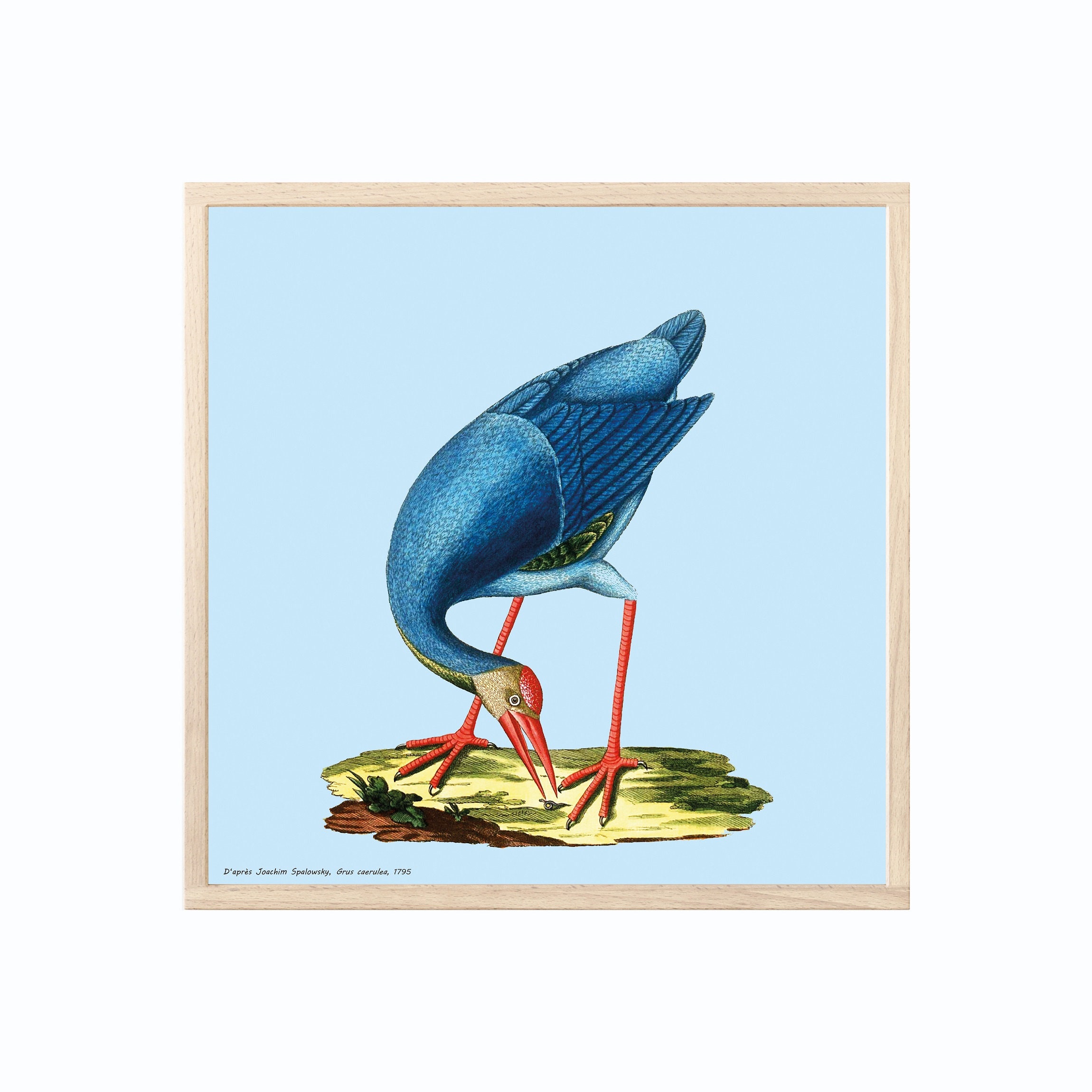 Affiche Oiseau - La Grue Bleue | Grue Du Paradis, Oiseau, Dessin d'après J. Spalowsky Tirage Encre e