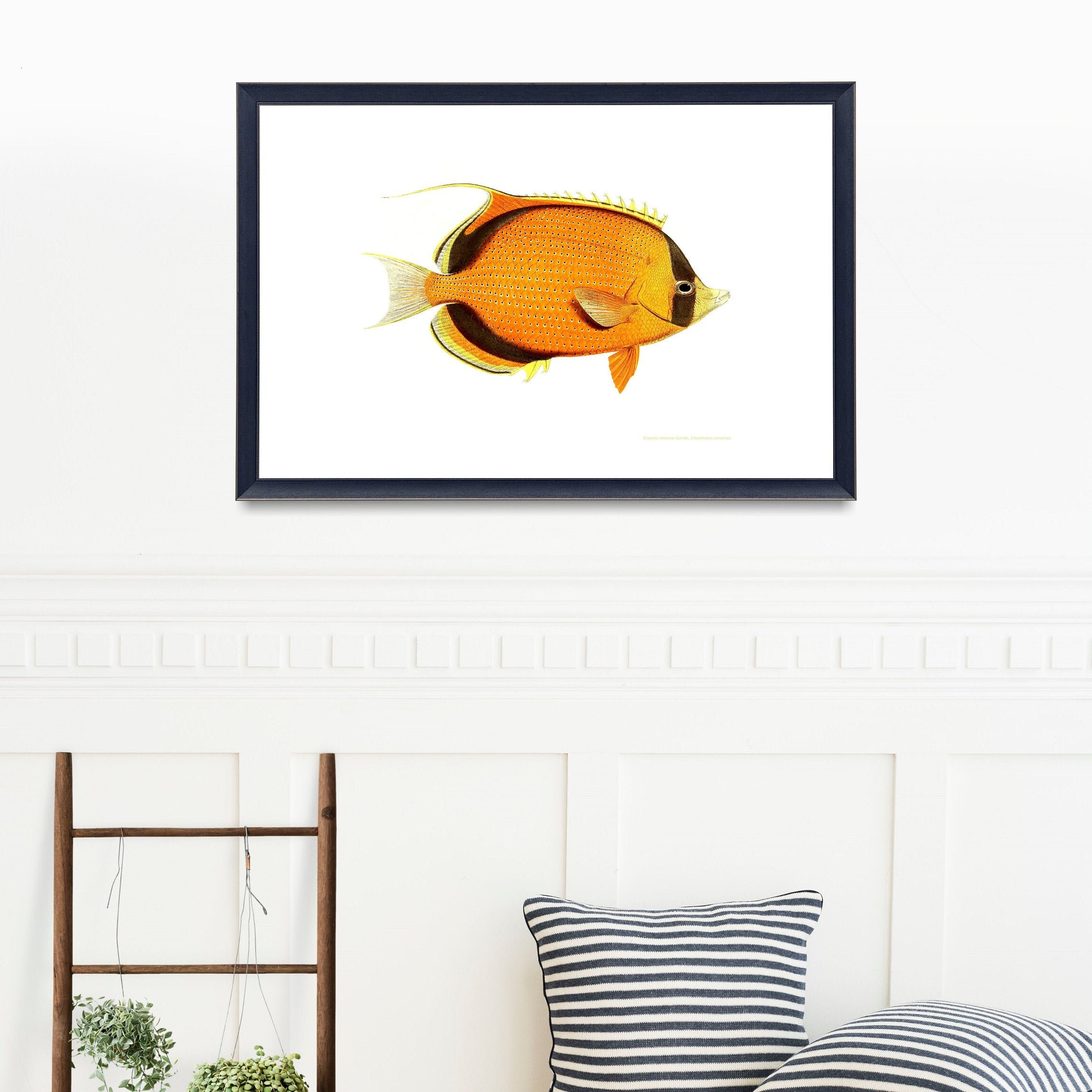 Affiche Poisson Chaetodon - Poisson-Papillon Doré, Dessin Andrew Garett, Poissons Des Mers Du Sud Pa