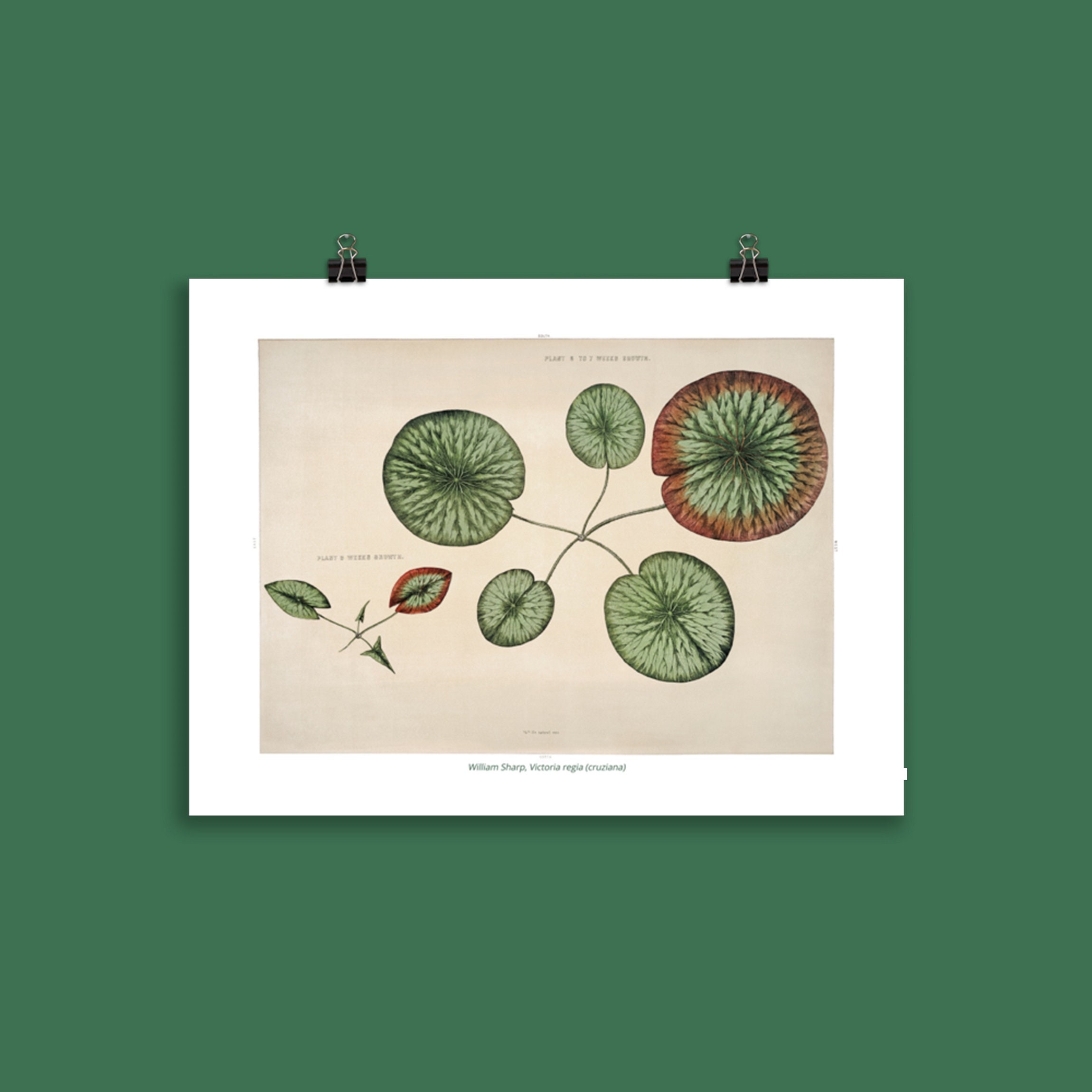 Affiche Botanique Nénuphar Géant, Victoria Regia 01 | Amazonica, Cruziana Water Lily - William Sharp