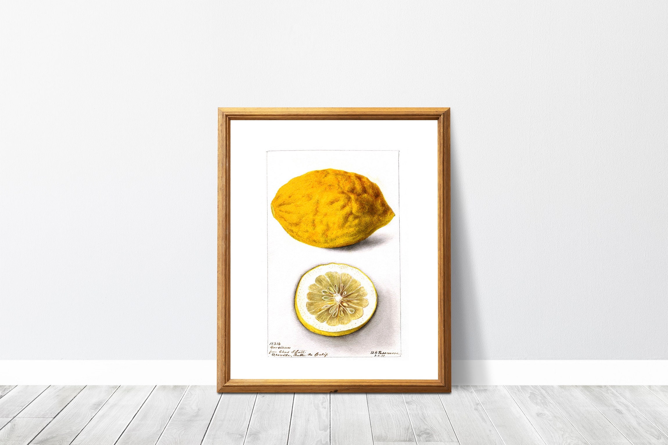 Affiche Botanique Citron Corse, Cédrat, Corsican Citrus, Fruit, Légumes - Aquarelle, Pomological Div