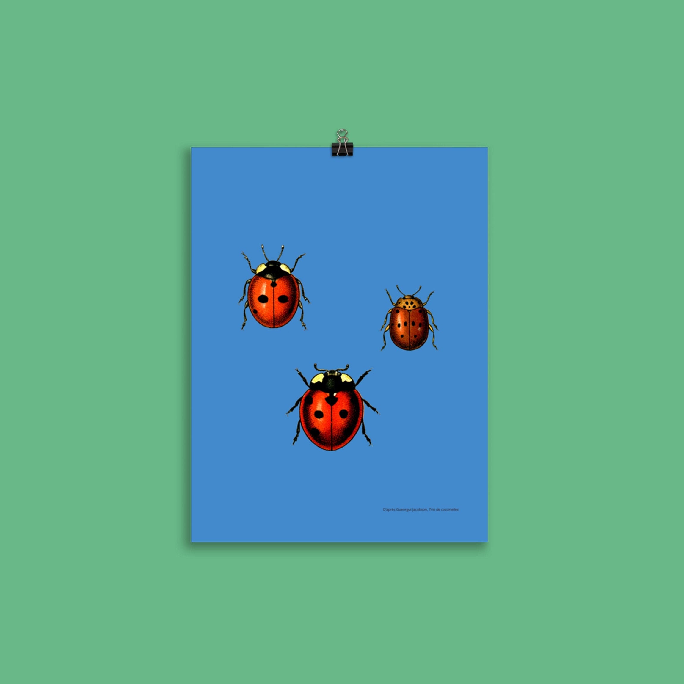 Affiche Insecte - Trio de Coccinelles | Insectes, Dessin d'après Georgui Jacobson Tirage Encre et Pa