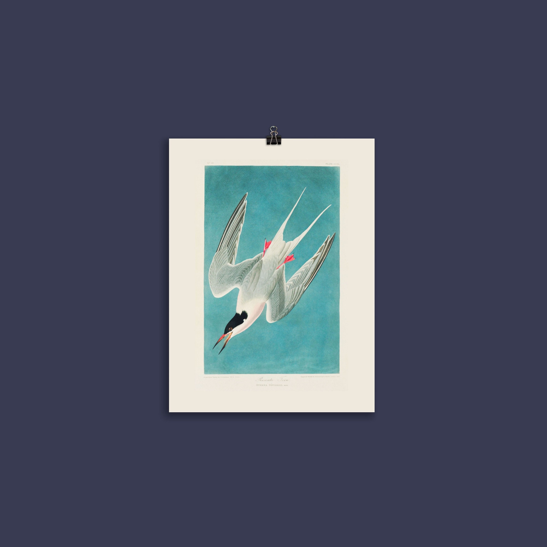 Affiche Oiseau Mer, Roseate Tern, Sterne, Sterne de Dougall, Rosée d'après Bird's Of America John J