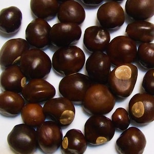 May include: A collection of brown, smooth, round seeds. The seeds have a slightly shiny appearance.
