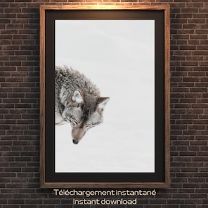 Coyote, INSTANT DOWNLOAD, animal, Décor Wild Animal, Wildlife Art, Winter Photography, Nature Wall Decor, Snowy print, Coyote in Snow,