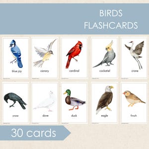 Tarjetas didácticas sobre aves, tarjetas imprimibles educativas, tarjetas de vocabulario sobre aves, materiales Montessori, imprimibles para preescolar, tarjetas de naturaleza