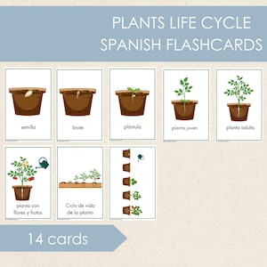 Plant Life Cycle Spanish Flashcards, Preschool Printables, Nature Study, Parts of the Plant, Spanish Activities for Kids, Spanish Vocabulary