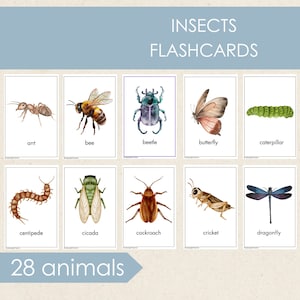 Insectenflitskaarten, dieren afdrukbare kaarten, educatieve kaarten, woordenschatkaarten, montessorimateriaal, thuisonderwijs, vroeg leren