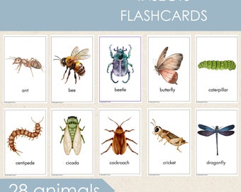 Tarjetas didácticas de insectos, Montessori para el aprendizaje temprano, imprimibles para la educación en casa (PDF)