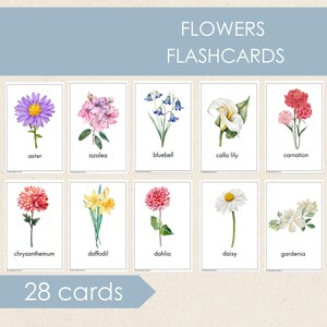 Flowers Flashcards, Educational Printable Cards, Flowers Vocabulary Cards, Montessori Materials, Preschool Printables, Homeschool