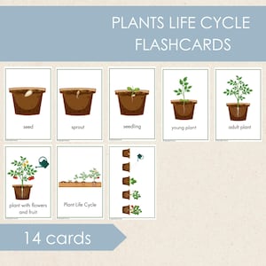 Plant Life Cycle Flashcards, Preschool Printables, Nature Study, Parts of the Plant, Spring Printable Activities for Kids, Learning Activity