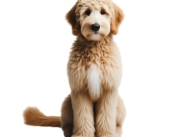 Watercolor Golden Doodle Puppy Clipart: PNG, JPG (Digital Download)