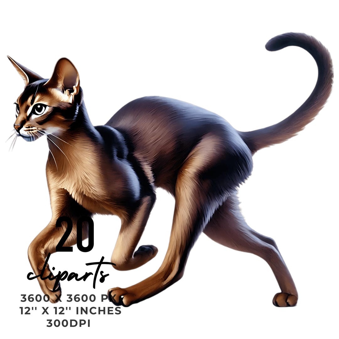 20 Abyssinian Cat PNG Clipart, Watercolor Cat as Pet for Card Making ...