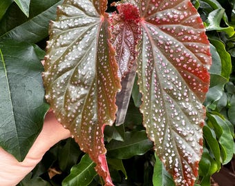 Begonia Benigo Pink - Cane Begonia - Exact Plant