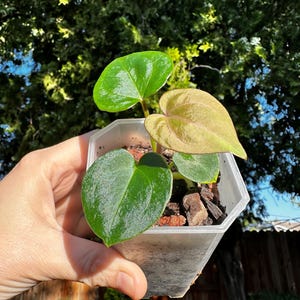 Anthurium King of Spades x Zara Michelle image 2
