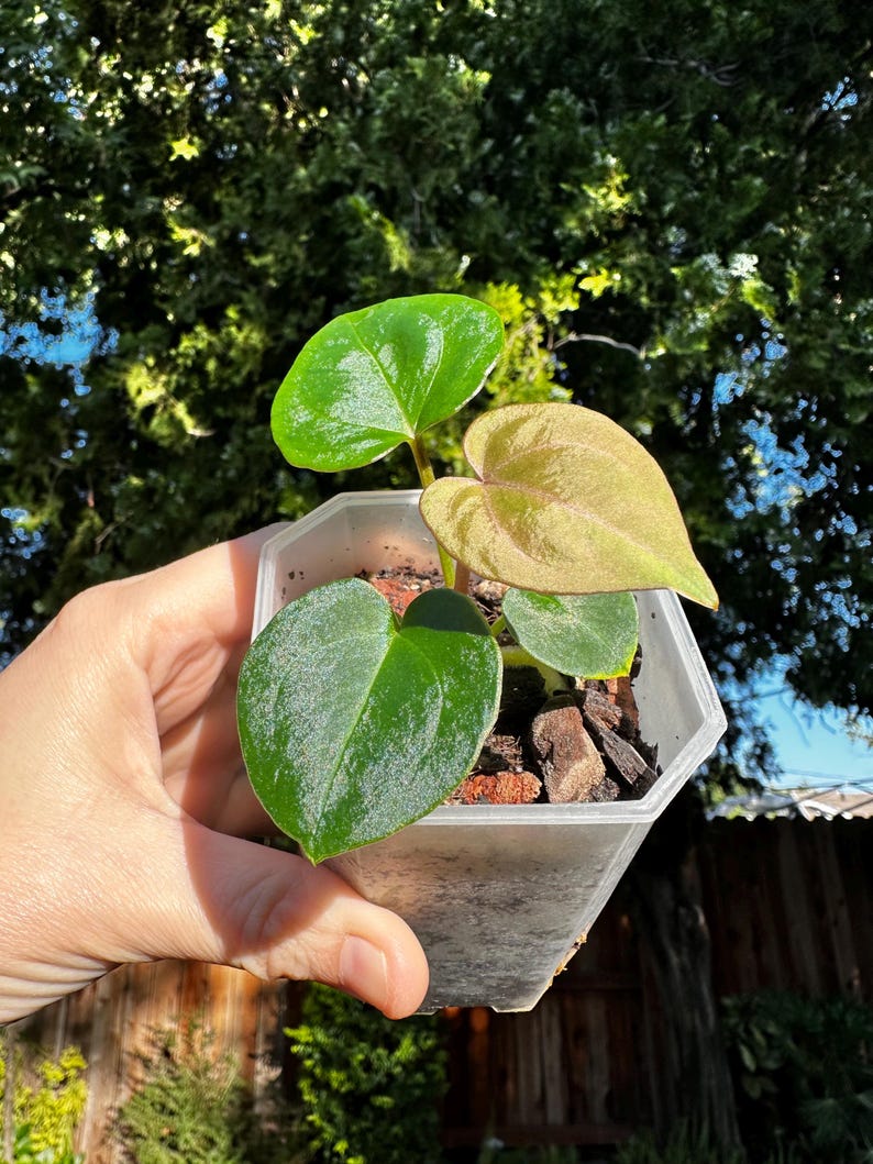 Anthurium King of Spades x Zara Michelle image 2