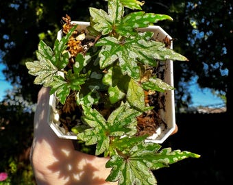 Begonia Dregei ‘Glasgow’ - No Fuss - Easy Begonia!