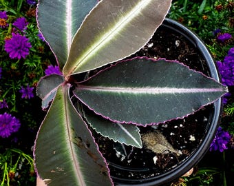 Labisia ‘Electric Pink’ - Exact Plant - Super rare terrarium species