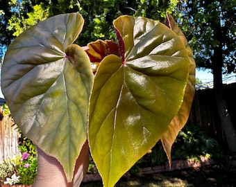 Begonia thurstonii (Rare)