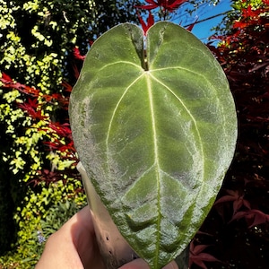 May include: A white ceramic mug with a black handle and the text "But First, Coffee" in a bold, black font. The mug is sitting on a wooden surface. The mug is approximately 4 inches tall.