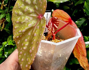 Begonia Malachosticta - Cane Type-Rare *Exact Plant