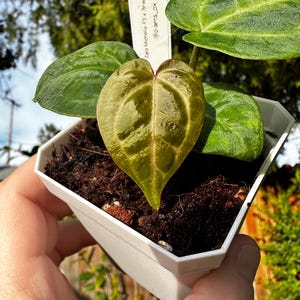 May include: A small potted plant with heart-shaped leaves and a tag that reads "Zara Michello #3 x Prollo Zara @plants_ok". The leaves are a mix of green and yellow, with prominent veining. The pot is white and filled with dark soil.