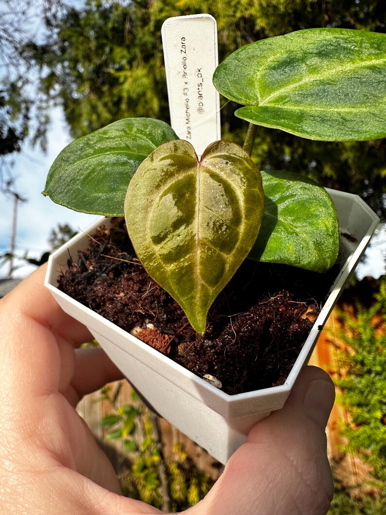 May include: A small potted plant with heart-shaped leaves and a tag that reads "Zara Michello #3 x Prollo Zara @plants_ok". The leaves are a mix of green and yellow, with prominent veining. The pot is white and filled with dark soil.