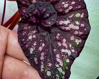 Begonia Cumbia Starter (RARE) Spectacular Foliage Colors!